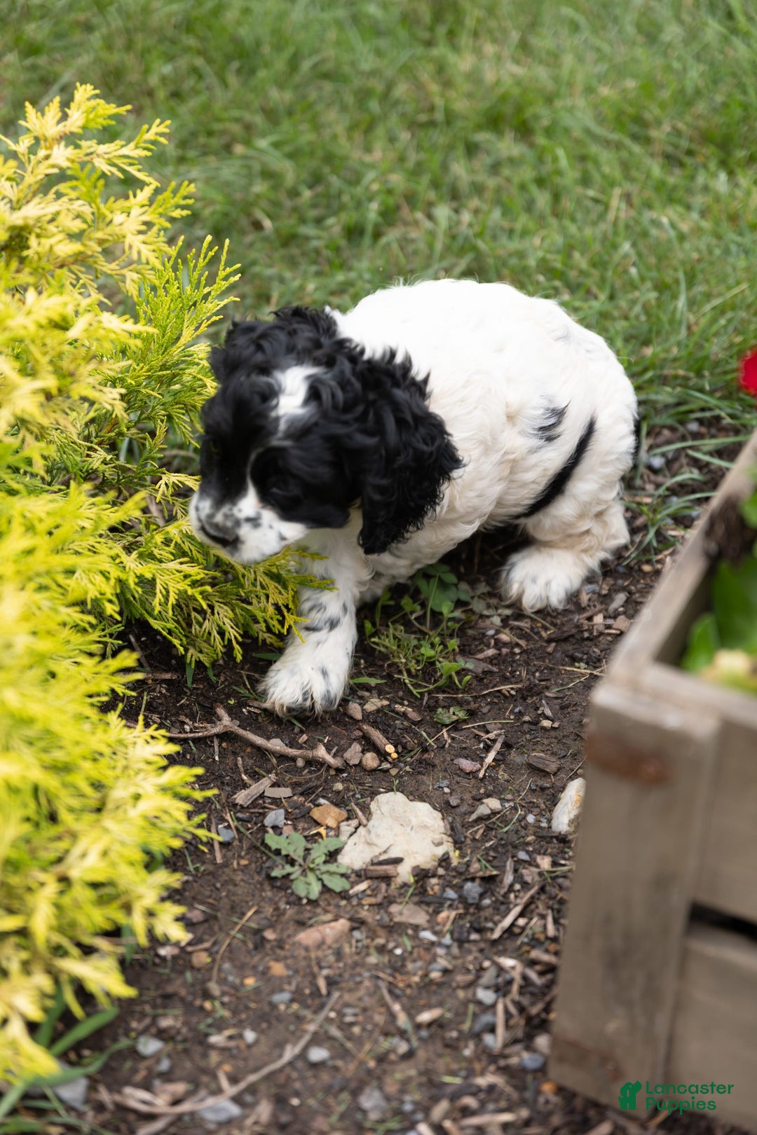 Cocker Spaniel dogs for sale: Mitsy - Image 2
