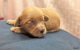 Cockapoo dogs for sale: Ruffnut - Image 14