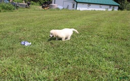 Golden Retriever dogs for sale: Caribou - Image 12