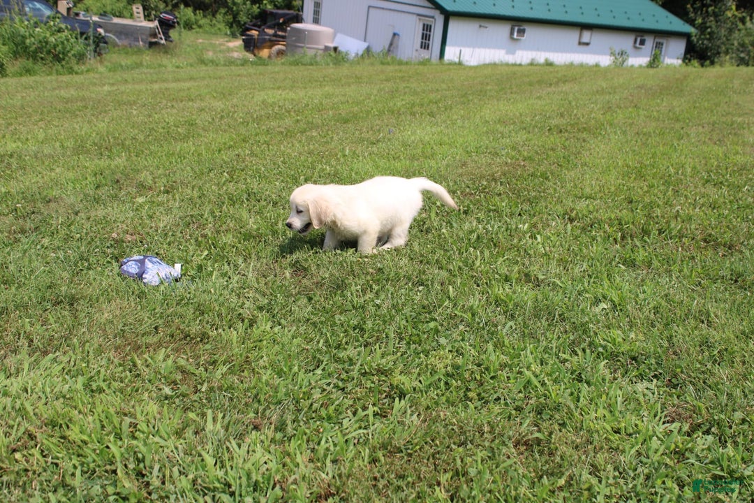 Golden Retriever dogs for sale: Caribou - Image 12