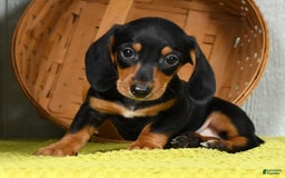 Miniature Dachshund dogs for sale: Sammy - Image 8