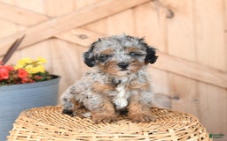 Mini Bernedoodle dogs for sale: Sparkey - Image 1