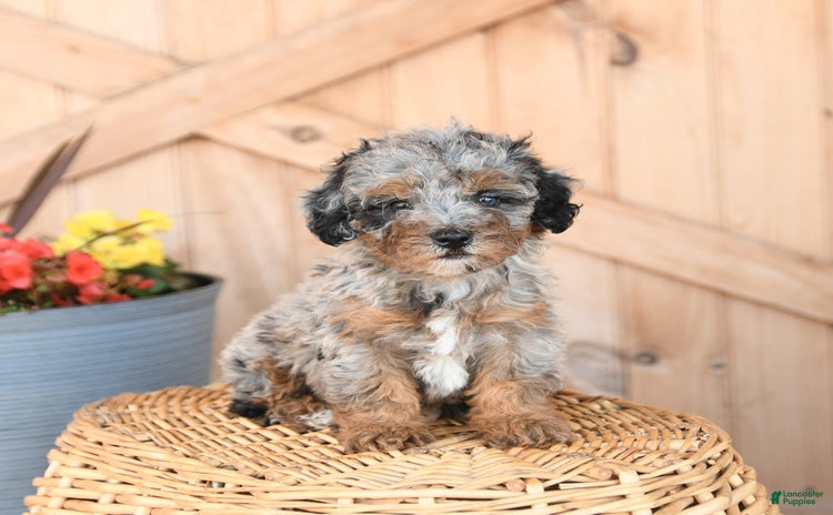 Mini Bernedoodle dogs for sale - Ad 4