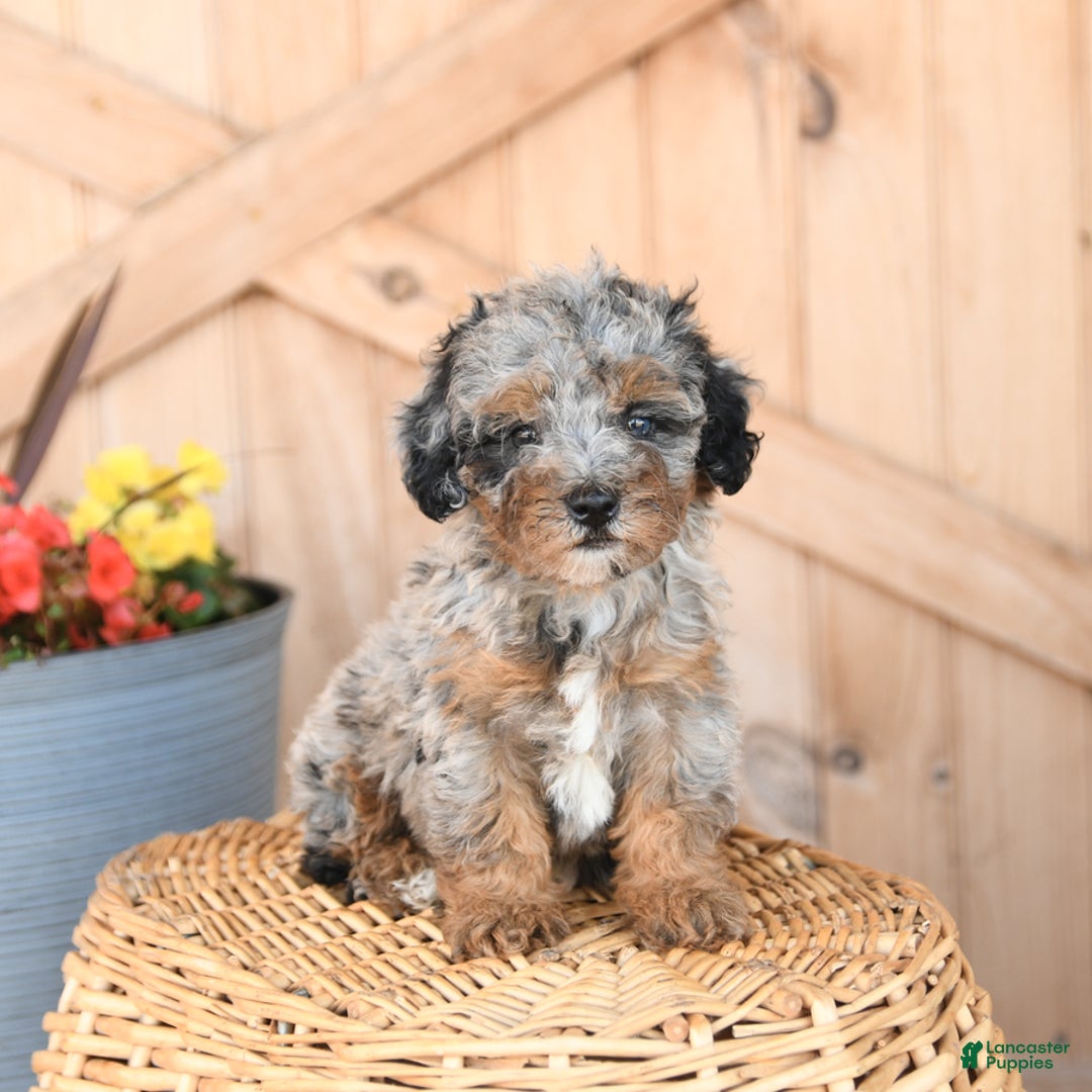 Mini Bernedoodle dogs for sale: Sparkey - Image 1