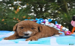 Mini Goldendoodle dogs for sale: Dixie - Image 22