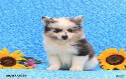 Pomsky dogs for sale: Nugget - Image 5