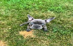 French Bulldog dogs for sale: Forest - Image 4