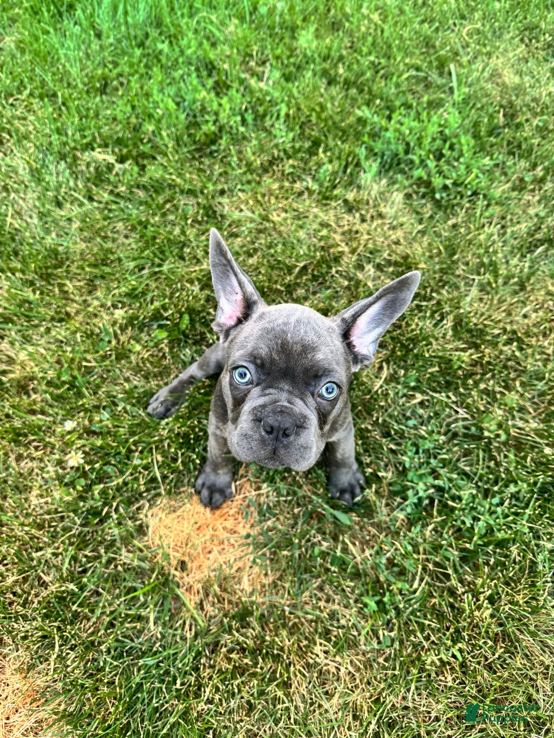 French Bulldog dogs for sale: Forest - Image 4
