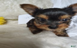 Yorkshire Terrier dogs for sale: Vinny - Image 4