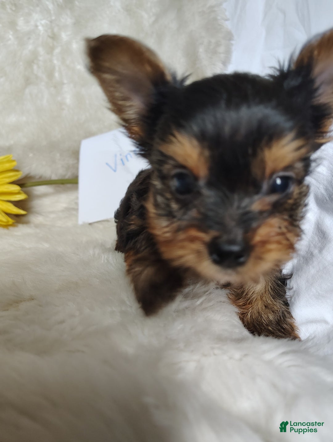 Yorkshire Terrier dogs for sale: Vinny - Image 4