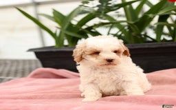 Mini Goldendoodle dogs for sale: Zane - Image 9