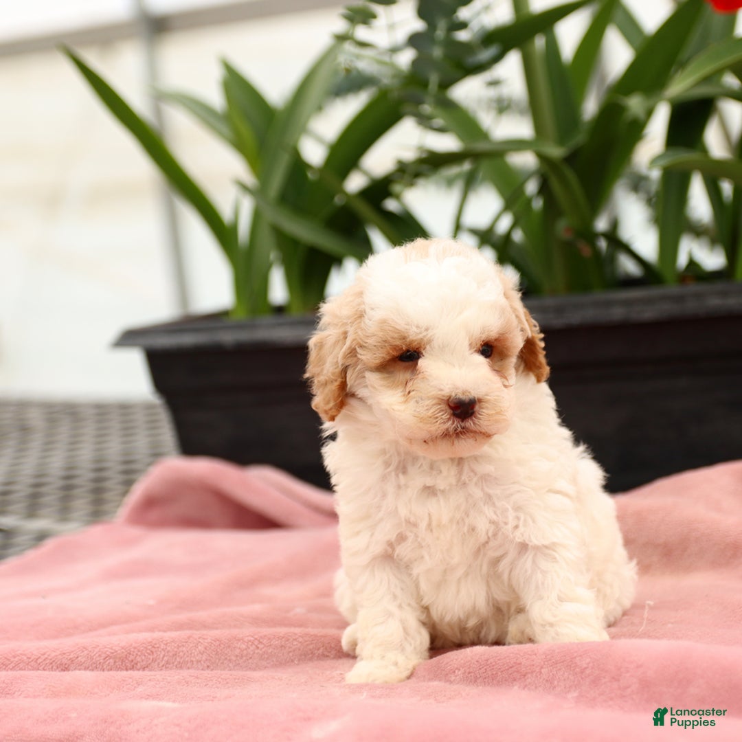 Mini Goldendoodle dogs for sale: Zane - Image 9