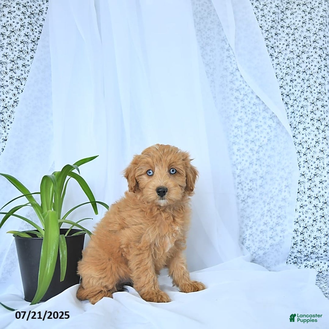 Mini Goldendoodle dogs for sale: Kassia - Image 4