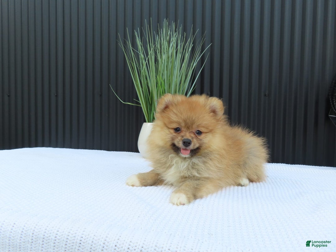 Pomeranian dogs for sale: SALLY - Image 5