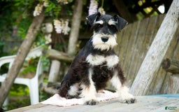 Miniature Schnauzer dogs for sale: Cinderella - Image 15