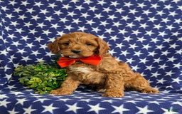Cockapoo dogs for sale: Fitzgerald - Image 10
