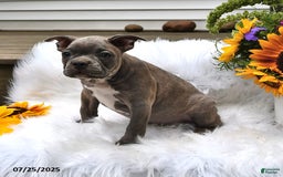 Frenchton dogs for sale: Gus - Image 8