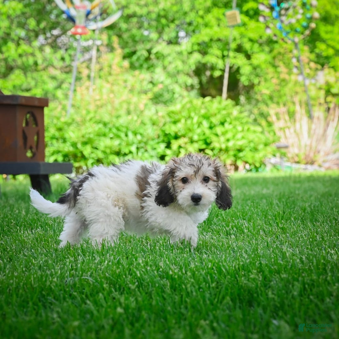 Bichpoo dogs for sale: Barry - Image 6