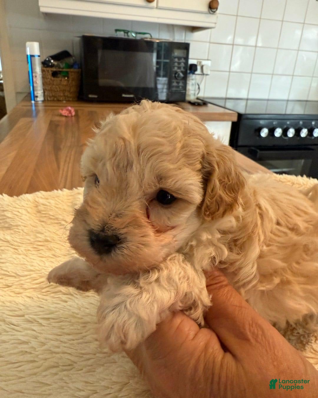 Maltipoo dogs for sale: Tracy - Image 3