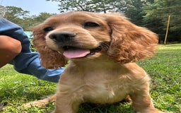 Cocker Spaniel dogs for sale: Marley - Image 1