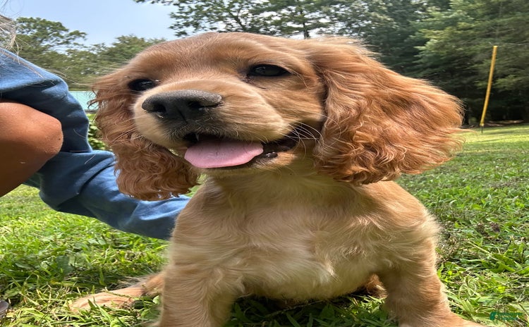 Cocker Spaniel dogs for sale - Ad 1