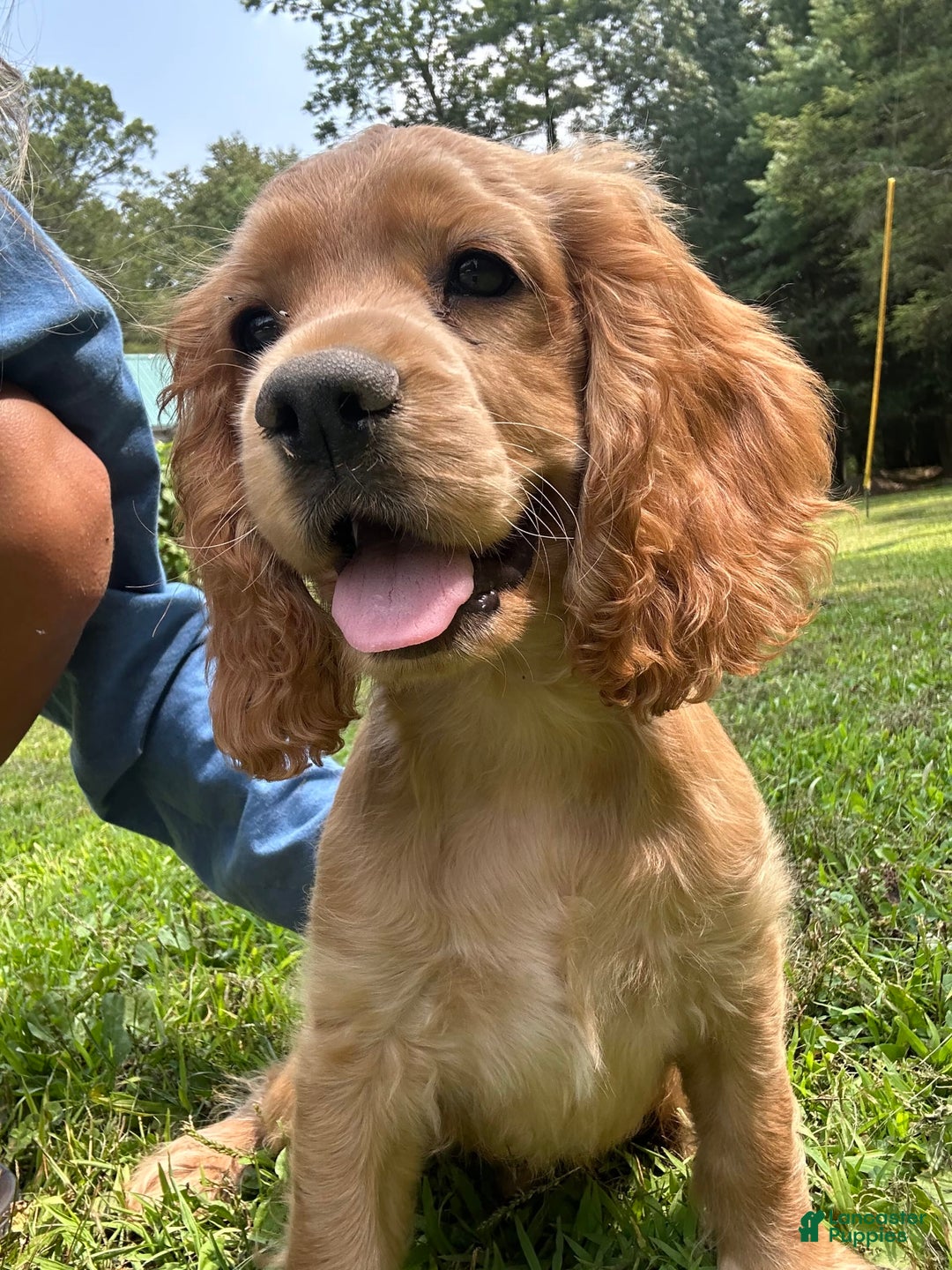 Cocker Spaniel dogs for sale: Marley - Image 1