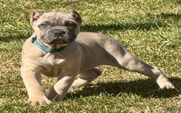 Cane Corso dogs for sale: Georgia - Image 6