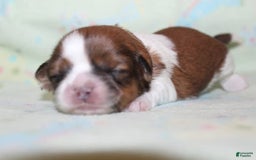 Shih Tzu dogs for sale: Anya Boy 3 - Image 4