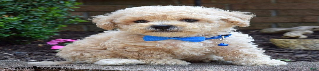Parker