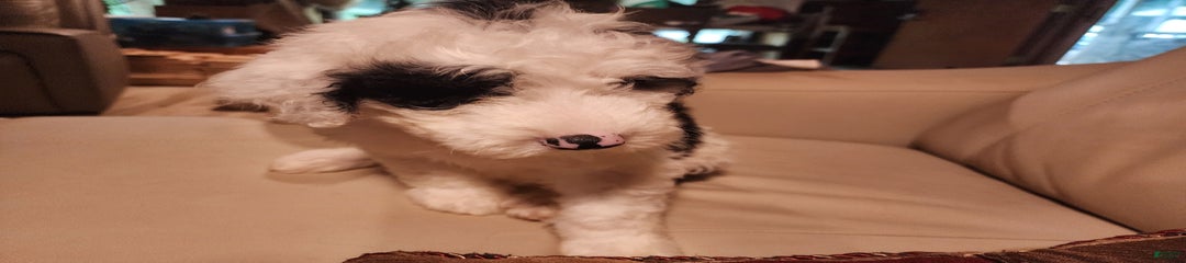 MooCow
