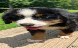 Bernese Mountain Dog dogs for sale: Purple Boy - Image 2
