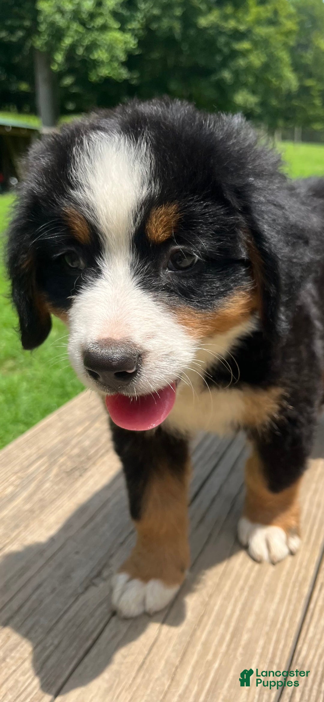 Bernese Mountain Dog dogs for sale: Purple Boy - Image 2