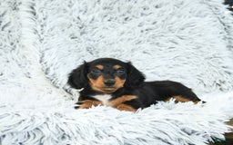 Miniature Dachshund dogs for sale: Belle - Image 3
