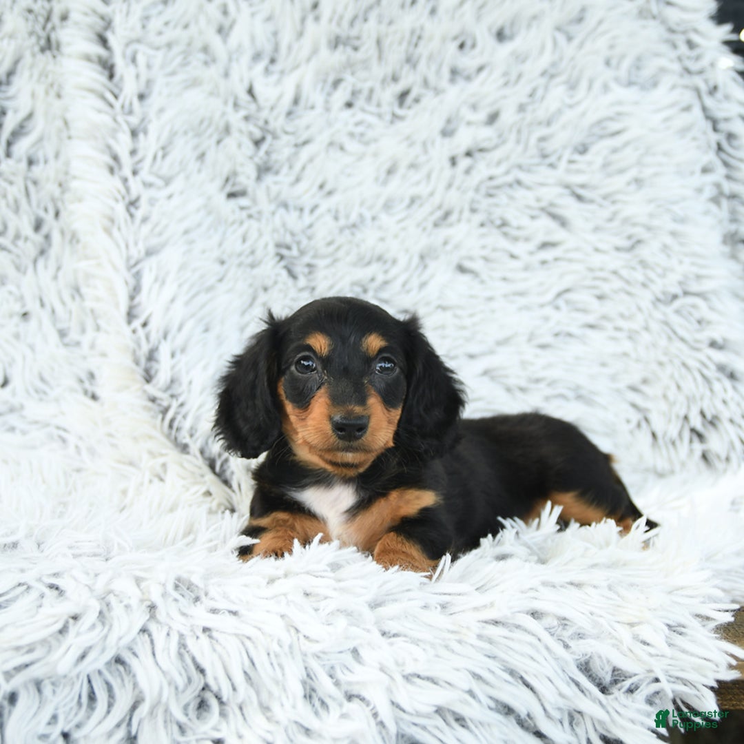 Miniature Dachshund dogs for sale: Belle - Image 3
