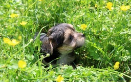 Morkie dogs for sale: Orianna - Image 2