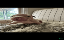 American Bully dogs for sale: Simba - Image 5