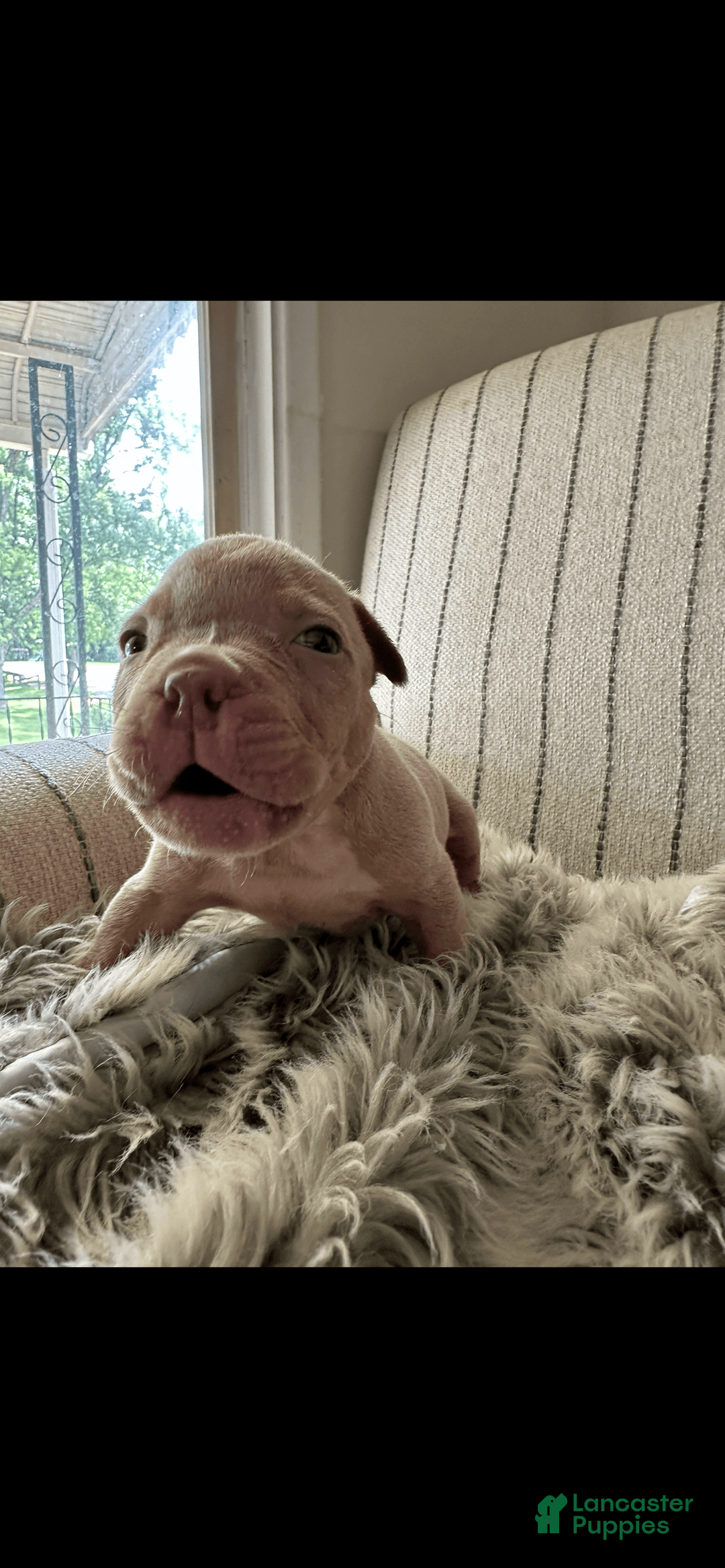 American Bully dogs for sale: Simba - Image 5