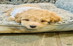 Toy Poodle dogs for sale: Baby - Image 2