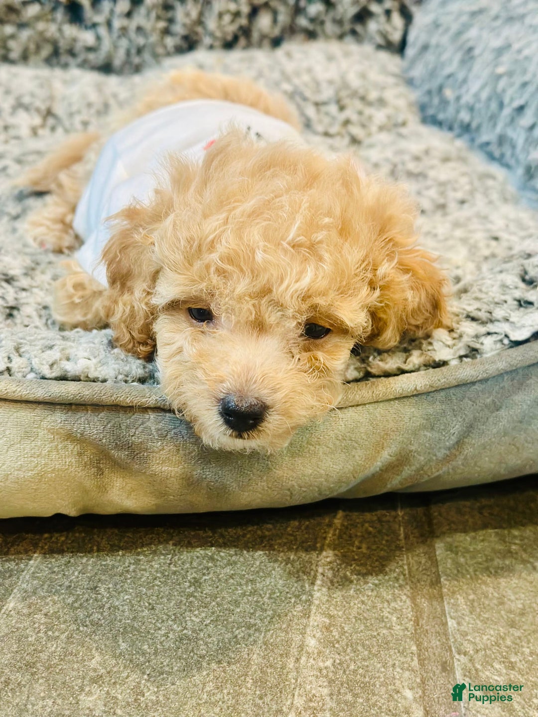 Toy Poodle dogs for sale: Baby - Image 2