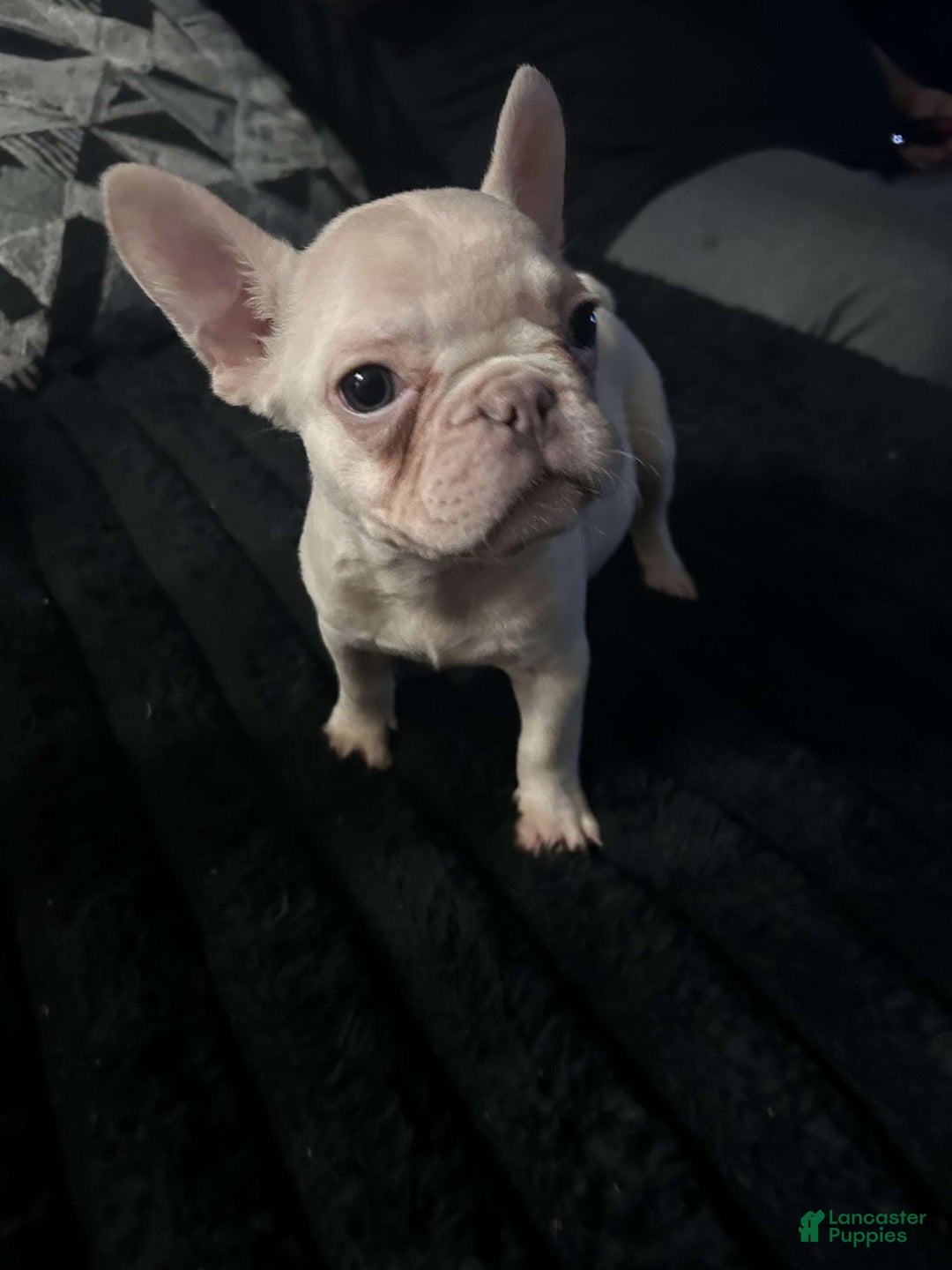 French Bulldog dogs for sale: Khaleesi - Image 4