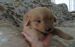 Golden Retriever dogs for sale: Starburst - Image 11