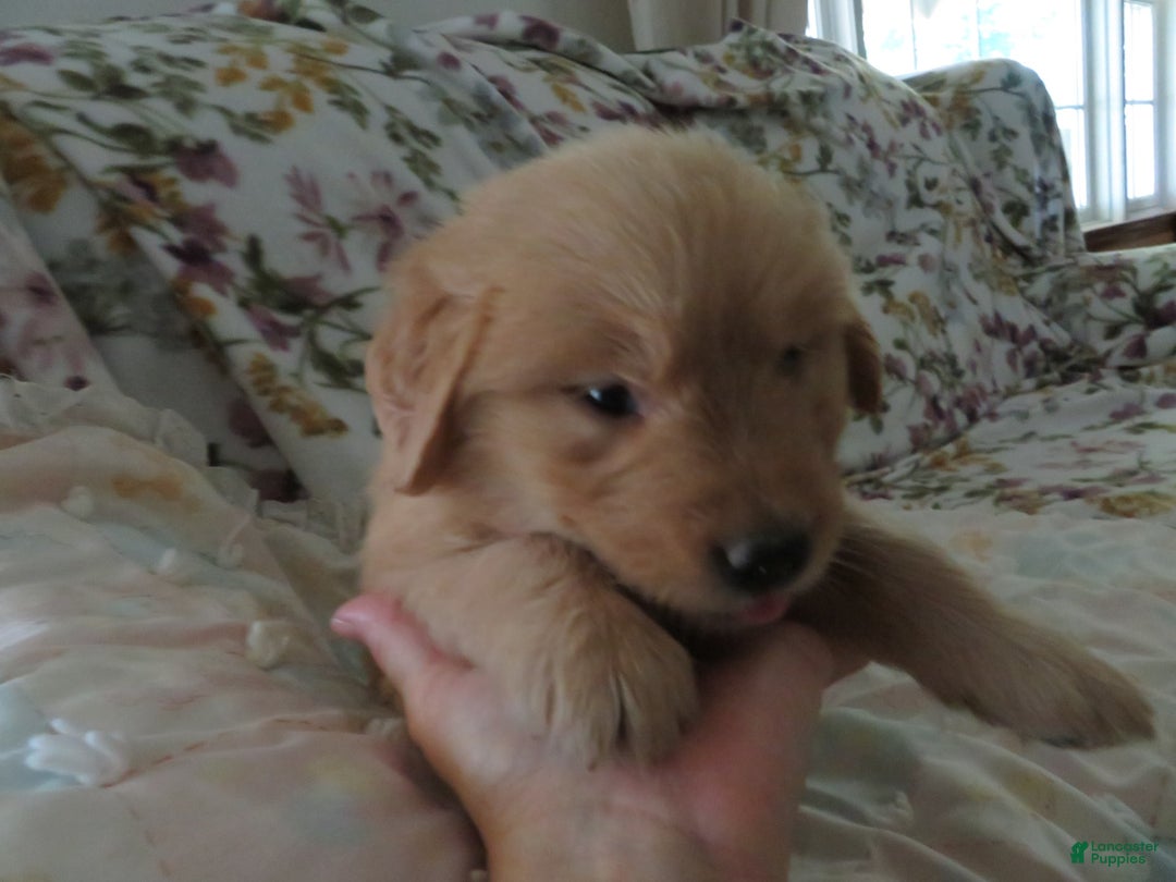 Golden Retriever dogs for sale: Starburst - Image 11
