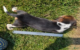 Beagle dogs for sale: Eclair - Image 2