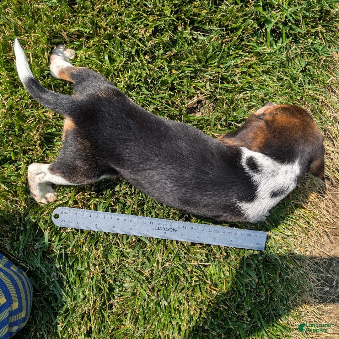 Beagle dogs for sale: Eclair - Image 2