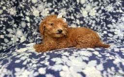 Mini Goldendoodle dogs for sale: Karma - Image 7