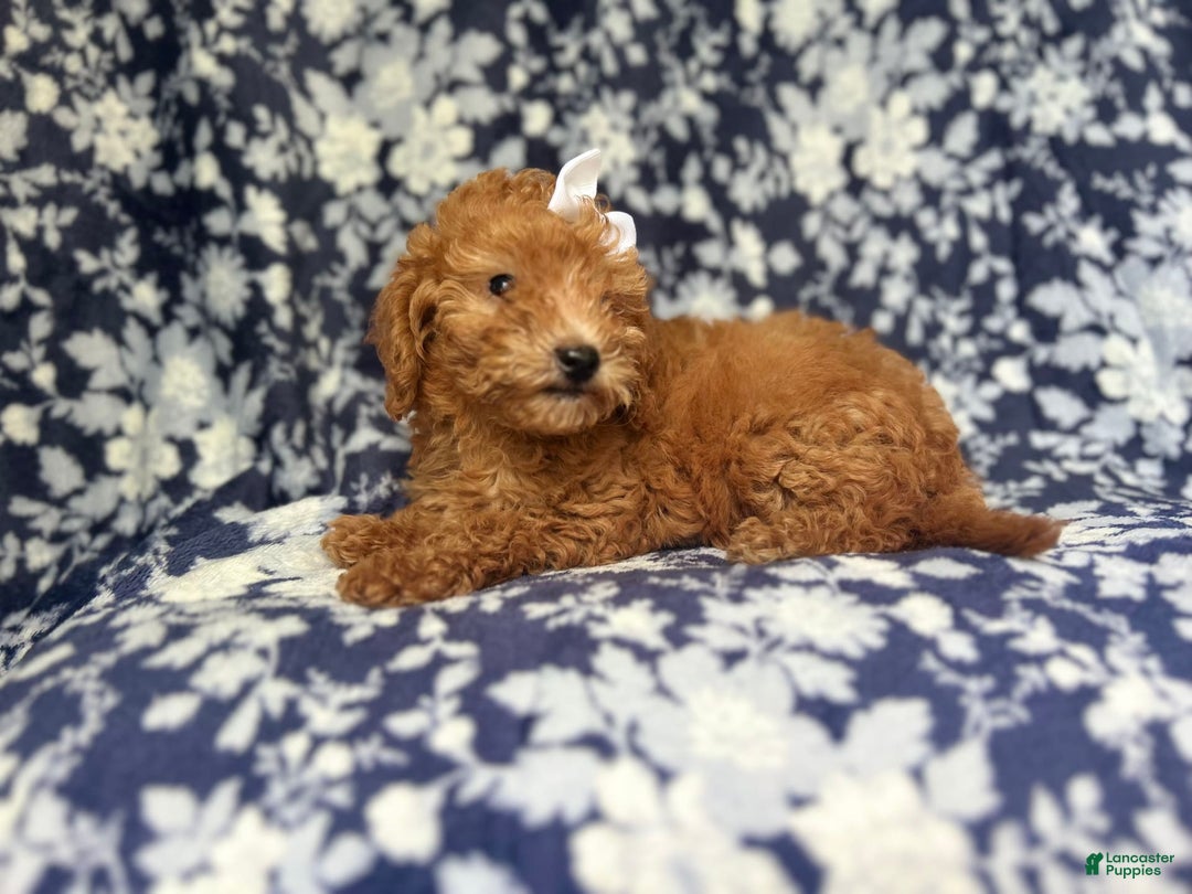 Mini Goldendoodle dogs for sale: Karma - Image 7