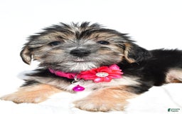 Morkie dogs for sale: Holly - Image 1