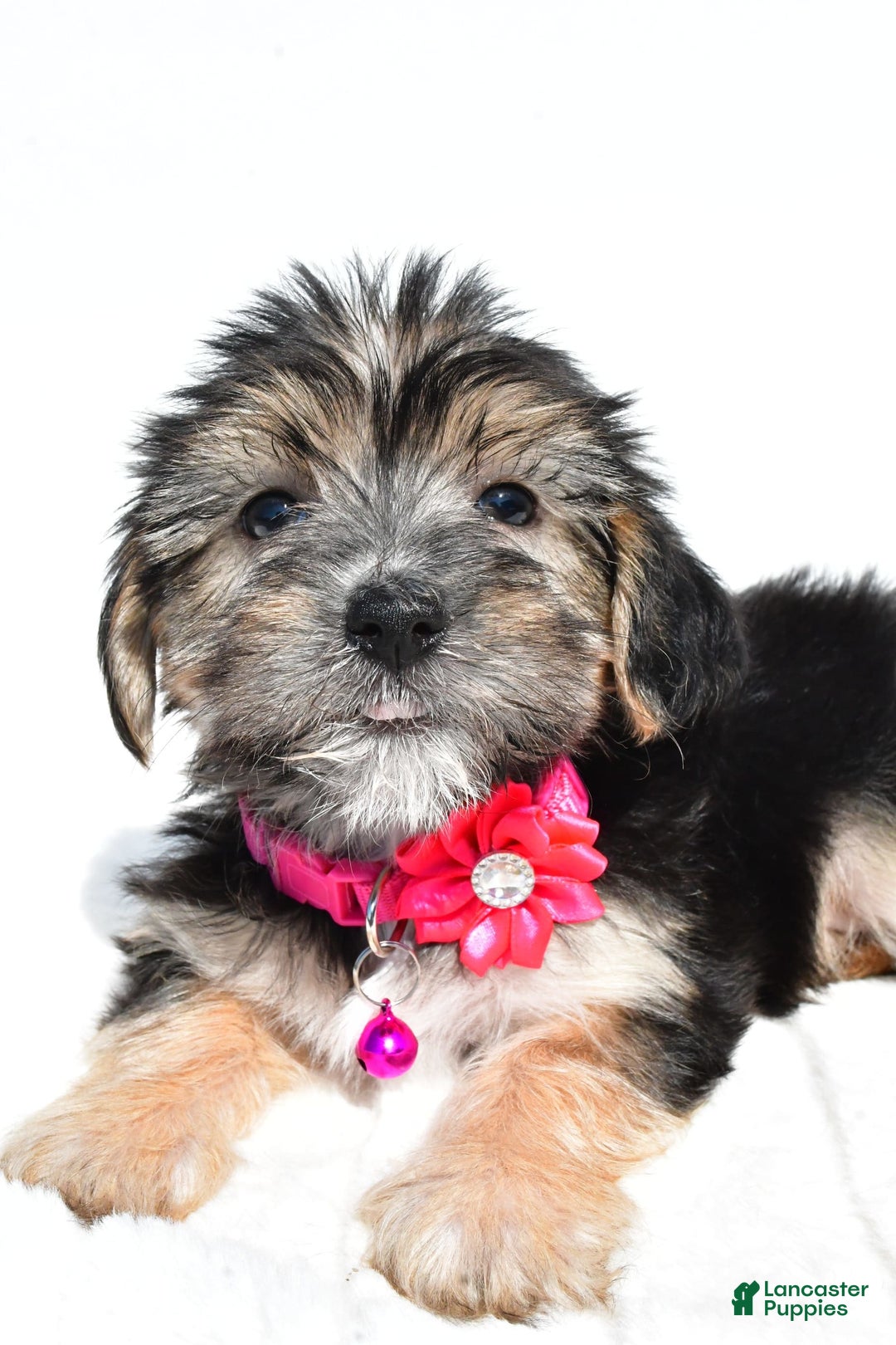 Morkie dogs for sale: Holly - Image 1