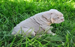 English Bulldog dogs for sale: Lyla - Image 14