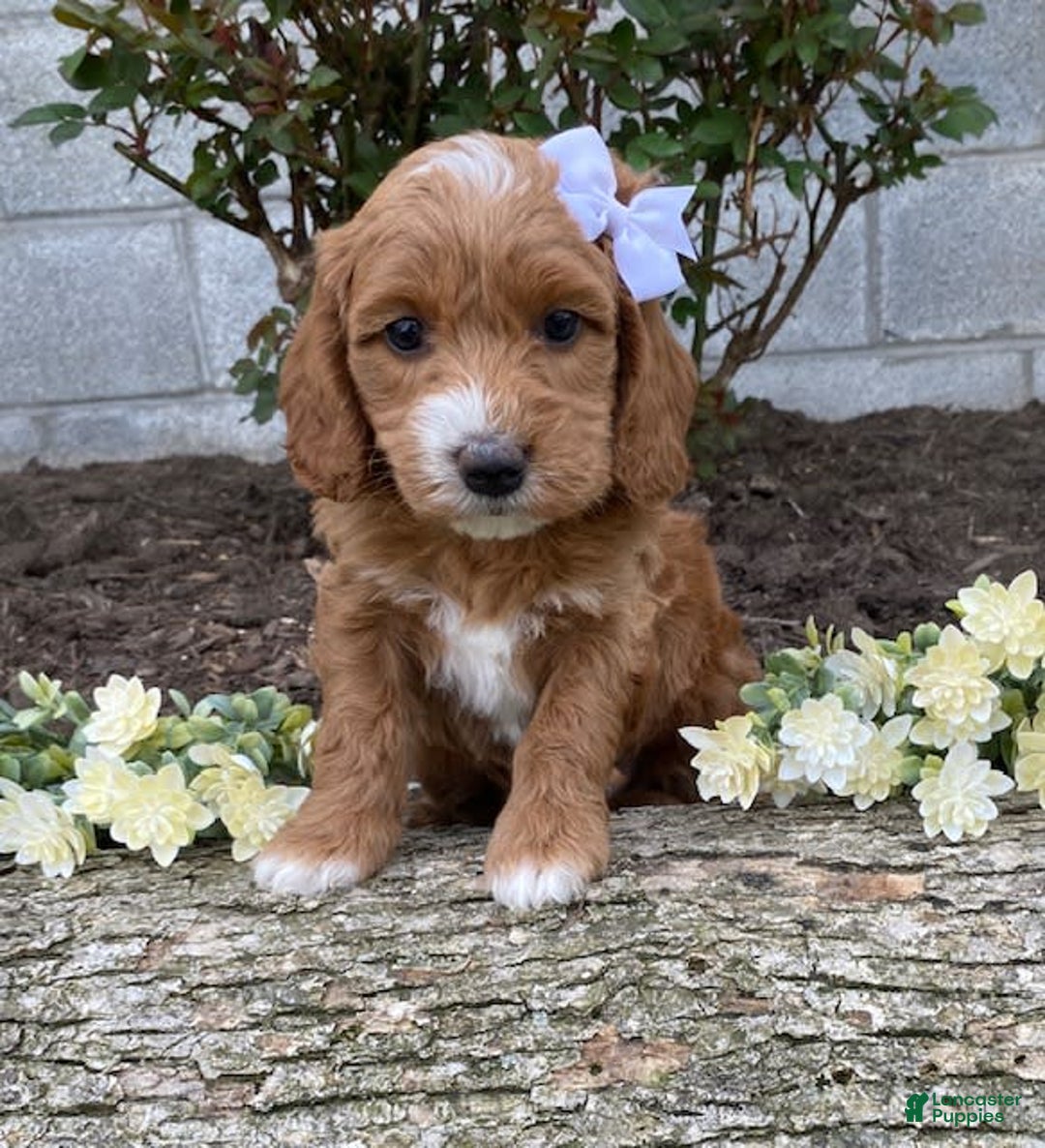 Mini Goldendoodle dogs for sale: Juniper - Image 4